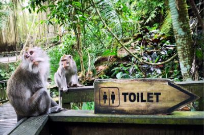 Don't Monkey 'Round with your Composting Toilet!